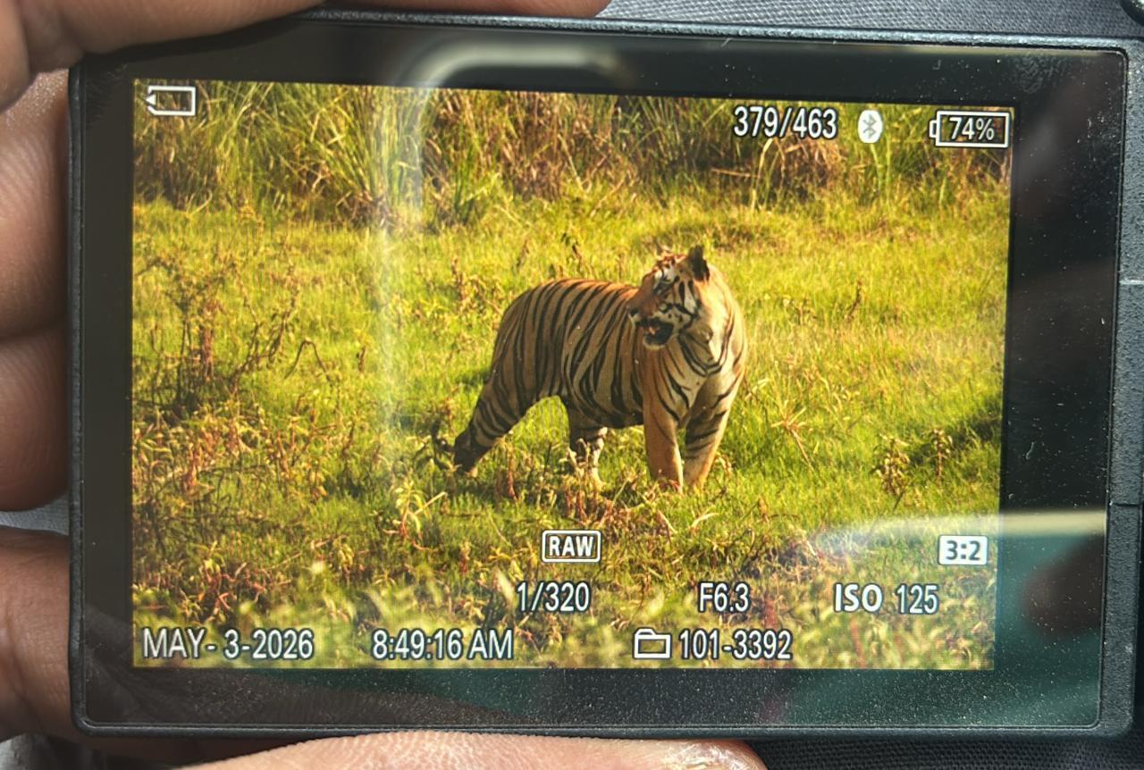 Kanha Tiger