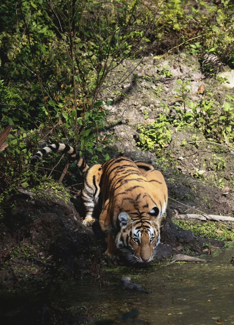 Kanha National Park