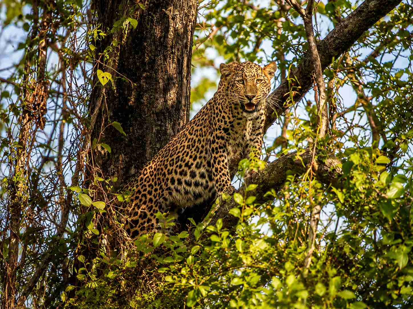Kanha Zone