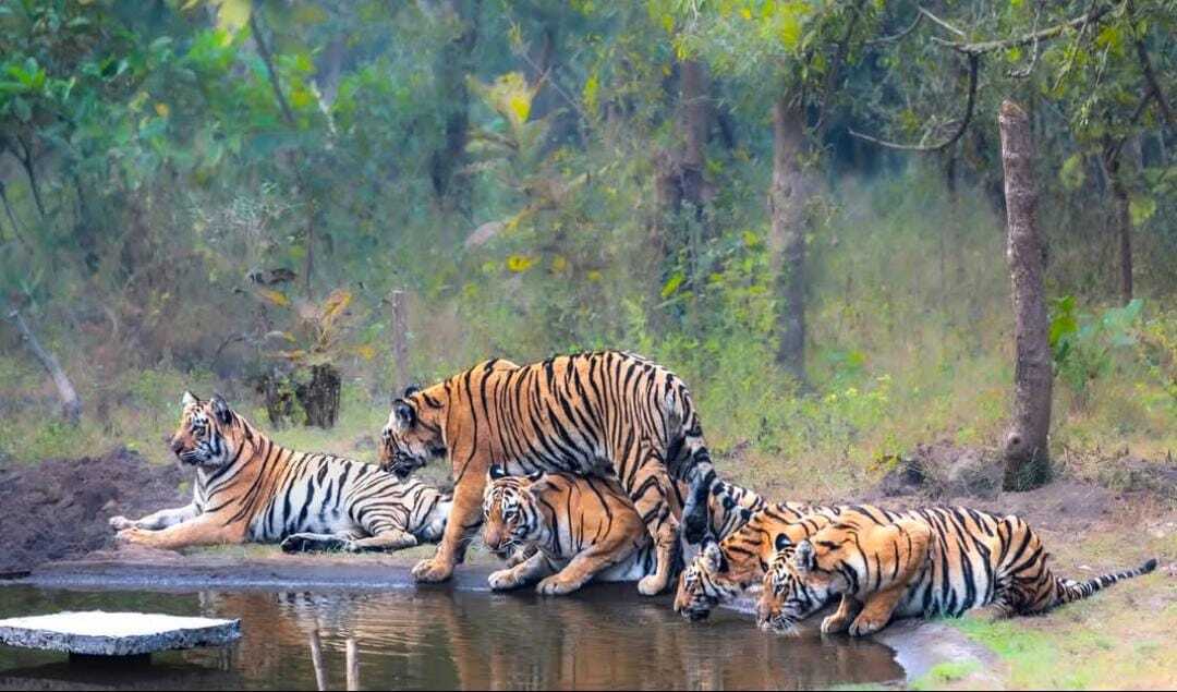 Kanha Tiger