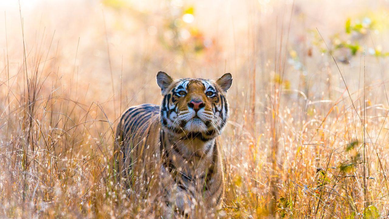 Famous Tigers of Kanha Tiger Reserve