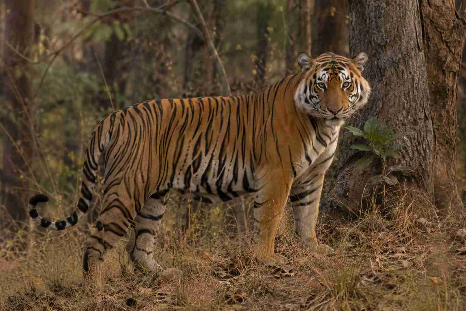 Munna T-17 The Legendary Tiger of Kanha